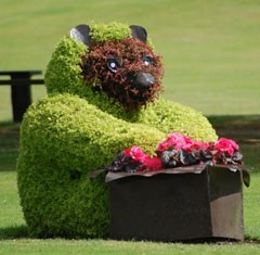 Forres in Bloom Bear